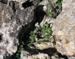 Arabis and rocks